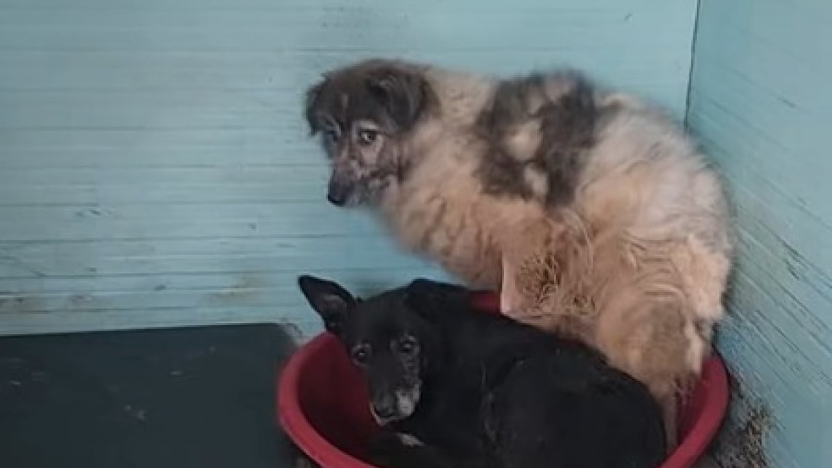 Illustration : "Puisque la survie d’un chien laissé en Roumanie dépend de son meilleur ami canin, une famille décide de les réunir (vidéo) "
