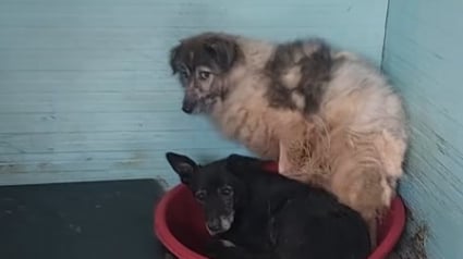 Illustration : Puisque la survie d’un chien laissé en Roumanie dépend de son meilleur ami canin, une famille décide de les réunir (vidéo) 