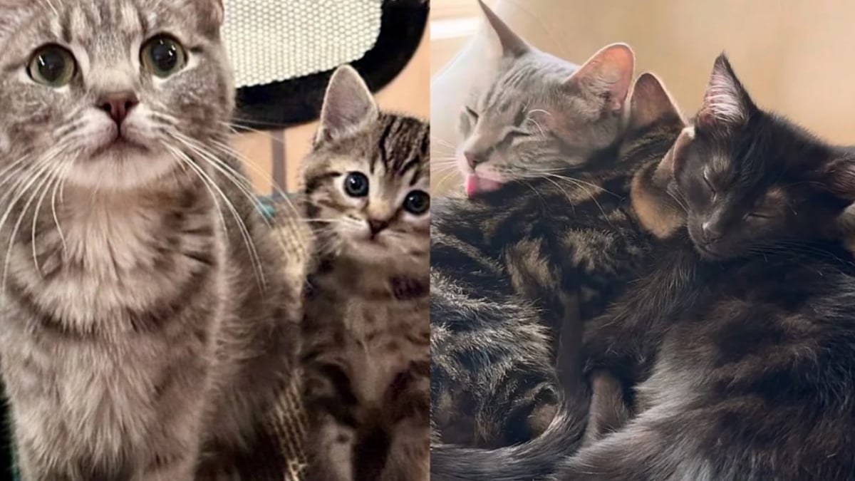 Illustration : "Cette chatte autrefois seule et affaiblie, qui a vu ses chatons quitter le nid le uns après les autres, retrouve ses petits et l’amour qui lui manquait"