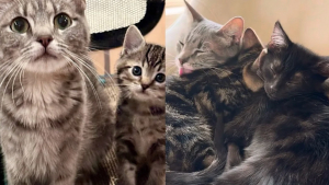 Illustration : "Cette chatte autrefois seule et affaiblie, qui a vu ses chatons quitter le nid le uns après les autres, retrouve ses petits et l’amour qui lui manquait"