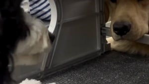 Illustration : "Lors d’un vol, ces 2 chiens se sont regardés longuement et scellent une amitié instantanée (vidéo)"