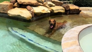 Illustration : "Cherchant sa chienne partout à la maison, elle la retrouve chez les voisins à se prélasser dans leur piscine sans la moindre vergogne (vidéo)"
