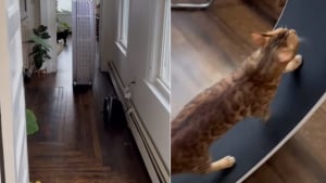 Illustration : "Un chat Bengal transforme sa roue d'exercice en véhicule et traverse la maison sous les yeux ébahis de sa famille (vidéo)"