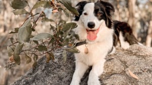 Illustration : Trompée par ses maîtres, cette chienne croyait partir en balade, mais découvre un nouveau frère qu’elle n’avait pas demandé (vidéo)
