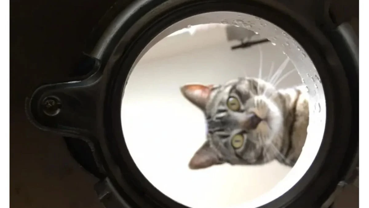 Illustration : "12 photos de chats et de chiens particulièrement attendrissantes"