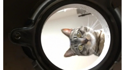 Illustration : 12 photos de chats et de chiens particuli&egrave;rement attendrissantes