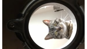 Illustration : "12 photos de chats et de chiens particulièrement attendrissantes"