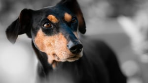 Illustration : "Une chienne loyale a sauvé un bébé d’un an et sa famille en donnant l’alerte avant qu’un incendie ne détruise leur maison"