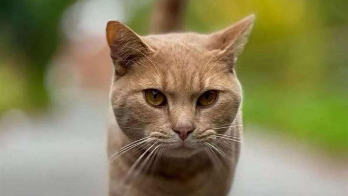 Illustration : "« Je me demande où il pensait aller ? », un chat trop curieux monte seul dans le train et se retrouve au terminal de l’aéroport local"