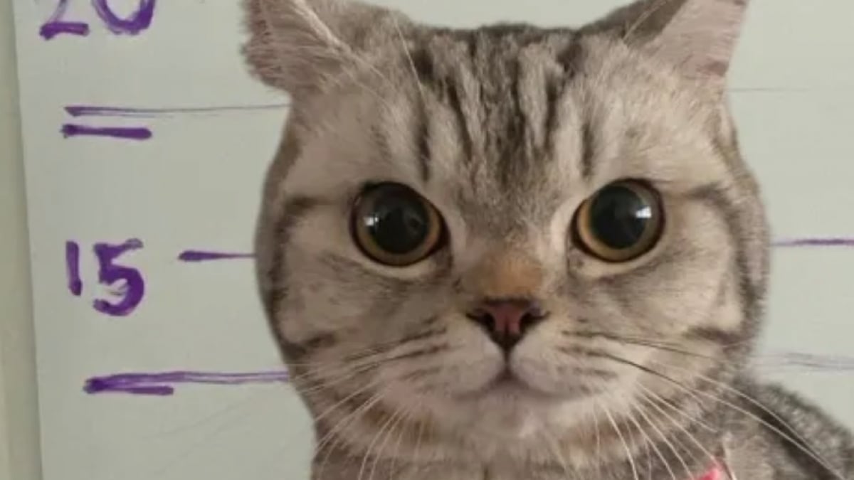 Illustration : "Un chat se rebelle contre les policiers déterminés à le sauver, qui abordent la situation avec beaucoup d'humour"