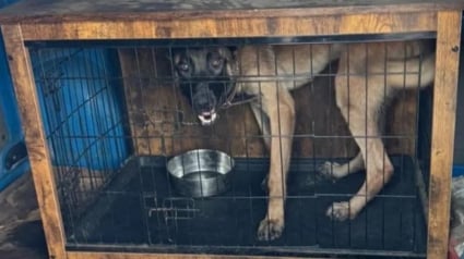 Illustration : “Nous avons poussé les murs une fois de plus", une association sauve un Malinois enfermé dans une camionnette en pleine canicule, malgré le manque de places