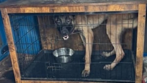Illustration : “Nous avons poussé les murs une fois de plus", une association sauve un Malinois enfermé dans une camionnette en pleine canicule, malgré le manque de places