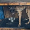 Illustration : “Nous avons poussé les murs une fois de plus", une association sauve un Malinois enfermé dans une camionnette en pleine canicule, malgré le manque de places