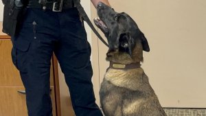Illustration : "Ce chien de refuge ayant échappé de peu à l'euthanasie s'apprête à entrer dans la police pour sauver des vies à son tour"
