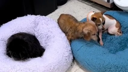 Illustration : “Les humains ont besoin de ce niveau de bienveillance et d’empathie”, un chien offre sa place sur un coussin à son ami plus âgé (vidéo)