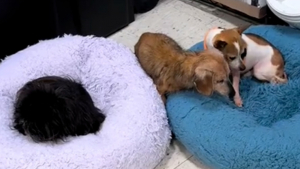 Illustration : "“Les humains ont besoin de ce niveau de bienveillance et d’empathie”, un chien offre sa place sur un coussin à son ami plus âgé (vidéo)"