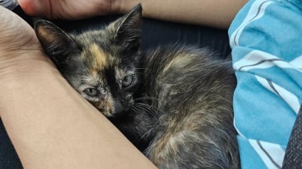 Illustration : Grâce à un couple de bons samaritains, ce petit chat errant et gravement blessé a désormais une seconde chance dans la vie