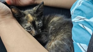Illustration : Grâce à un couple de bons samaritains, ce petit chat errant et gravement blessé a désormais une seconde chance dans la vie