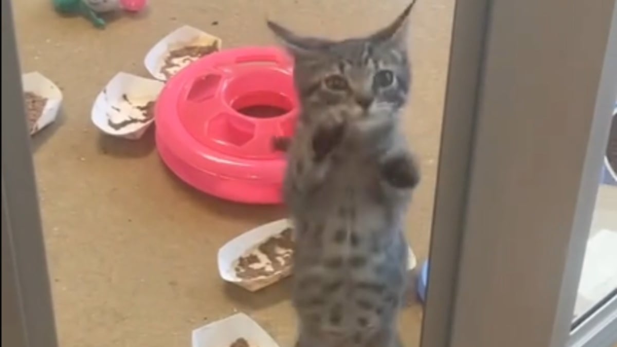 Illustration : "Ce chaton remuant et prêt à tout pour sortir du lot au refuge voit enfin ses efforts récompensés (vidéo)"