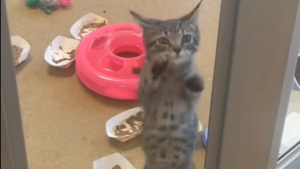 Illustration : "Ce chaton remuant et prêt à tout pour sortir du lot au refuge voit enfin ses efforts récompensés (vidéo)"