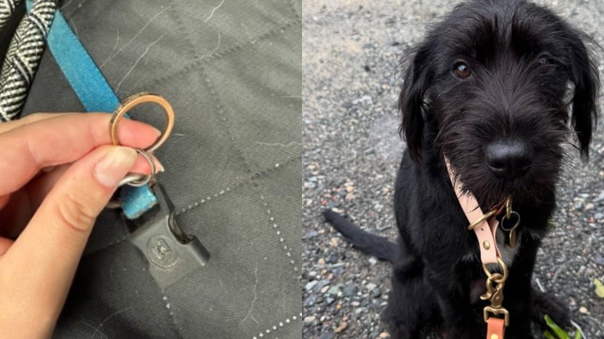 Illustration : "Une chienne abandonnée au refuge avec une alliance accrochée à son collier espère retrouver le bonheur"