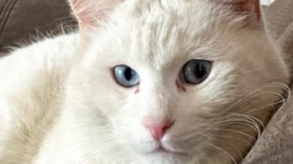 Illustration : La réaction émouvante de son chat chaque fois qu'il revoit sa propriétaire la fait se sentir spéciale (vidéo)