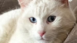 Illustration : "La réaction émouvante de son chat chaque fois qu'il revoit sa propriétaire la fait se sentir spéciale (vidéo)"