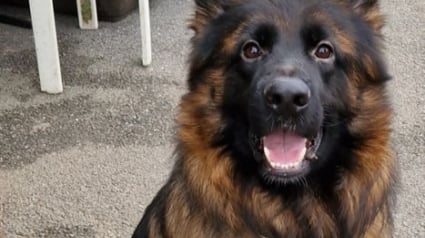 Illustration : « Le plus beau cadeau qu'il pourrait recevoir serait d'être adopté », ce chien attend la famille de ses rêves depuis 2 ans