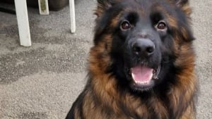 Illustration : "« Le plus beau cadeau qu'il pourrait recevoir serait d'être adopté », ce chien attend la famille de ses rêves depuis 2 ans"