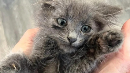 Illustration : Sauvé alors qu’il était à 2 doigts de se faire aspirer par une tondeuse à gazon, ce minuscule chaton d’un mois dévoile sa nature très câline