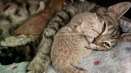 Illustration : En se rendant au refuge pour accueillir des chatons, cette jeune femme tombe sous le charme d’une femelle gestante et en grande dépression
