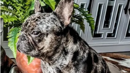 Illustration : Un chien volé à son maître sous la menace d'une arme réapparaît le lendemain devant la maison d'une bonne samaritaine