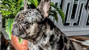 Illustration : "Un chien volé à son maître sous la menace d'une arme réapparaît le lendemain devant la maison d'une bonne samaritaine"