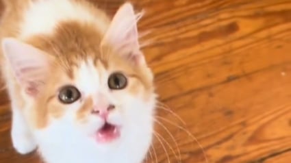 Illustration : Ce chaton ayant grandi entouré de chiens tente désormais d'imiter leur hurlement (vidéo)