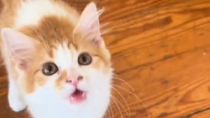 Illustration : "Ce chaton ayant grandi entouré de chiens tente désormais d'imiter leur hurlement (vidéo)"