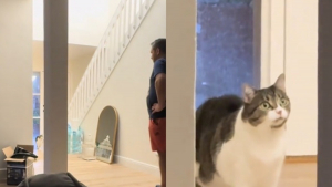 Illustration : "La réaction hilarante d'une chatte tombant sur le sosie de son humain en rentrant chez elle (vidéo)"