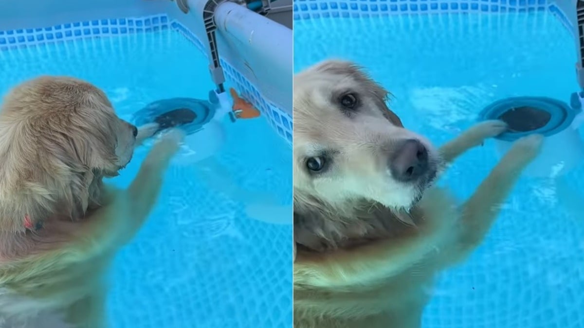 Illustration : "Inquiet pour son jouet préféré coincé dans une piscine, ce Golden Retriever se jette à l'eau pour le sauver (vidéo)"