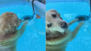 Illustration : "Inquiet pour son jouet préféré coincé dans une piscine, ce Golden Retriever se jette à l'eau pour le sauver (vidéo)"
