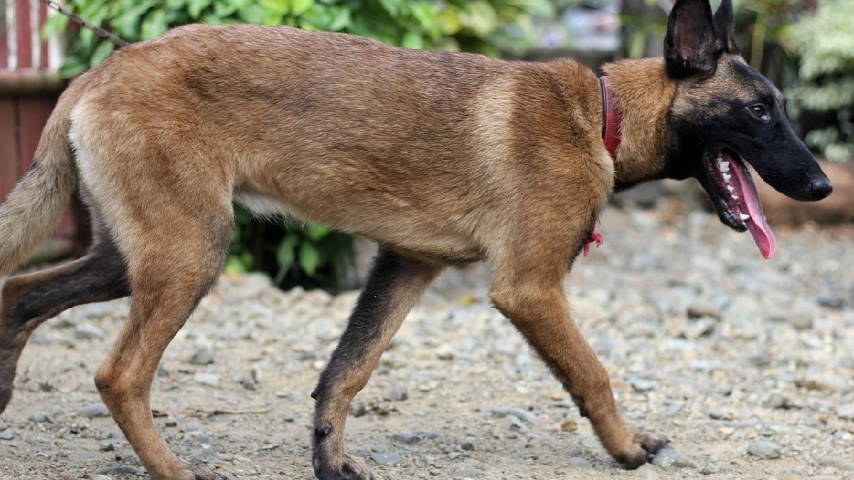 Illustration : "Un Malinois retrouvé au bord de la route la laisse brisée et les coussinets en sang, secouru par un bon samaritain"