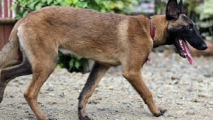Illustration : "Un Malinois retrouvé au bord de la route la laisse brisée et les coussinets en sang, secouru par un bon samaritain"