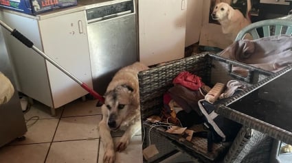 Illustration : "Dépit et colère" après le sauvetage de 5 chiens et un chat qui menaient une vie de misère chez leur propriétaire récidiviste
