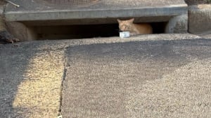 Illustration : "Ce chat effrayé par les humains vivait dans un égout, jusqu'à ce qu'une bonne samaritaine l'aide à prendre un nouveau départ"