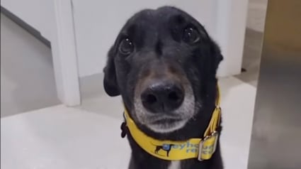 Illustration : Ce chien attend 4 ans au refuge à cause de son comportement, jusqu'à ce qu'une famille lui donne une chance (vidéo)
