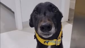 Illustration : "Ce chien attend 4 ans au refuge à cause de son comportement, jusqu'à ce qu'une famille lui donne une chance (vidéo)"