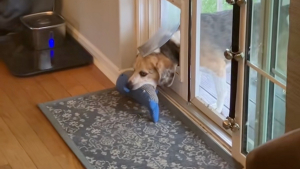 Illustration : "Alors que son propre toutou est absent, il surprend le chien de ses voisins dans sa maison, en flagrant délit de vol de jouets (vidéo)"