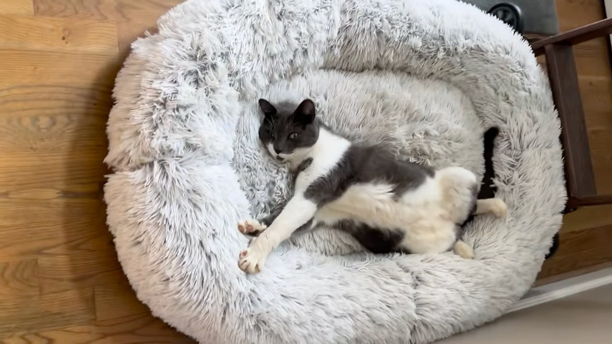 Illustration : "Ce chat rend visite à ses voisins tous les jours pour dormir dans le panier de leur chien (vidéo)"