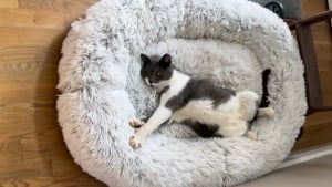 Illustration : "Ce chat rend visite à ses voisins tous les jours pour dormir dans le panier de leur chien (vidéo)"