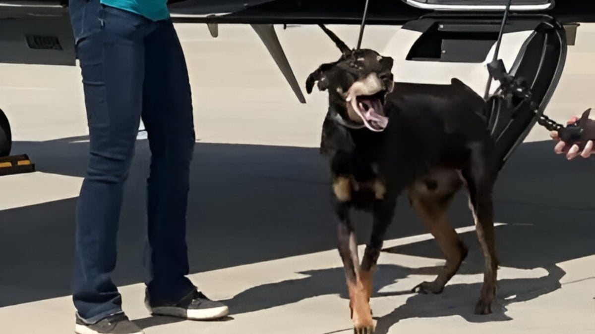 Illustration : "Abandonné à 1100 km du lieu de son adoption, un chien commence une nouvelle vie après un voyage en avion privé"