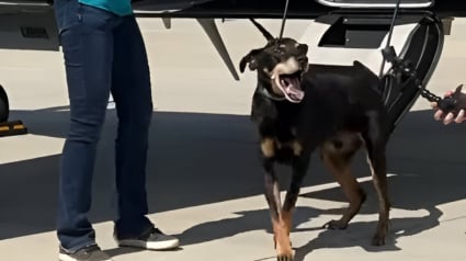 Illustration : Abandonné à 1100 km du lieu de son adoption, un chien commence une nouvelle vie après un voyage en avion privé