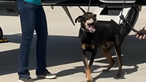 Illustration : "Abandonné à 1100 km du lieu de son adoption, un chien commence une nouvelle vie après un voyage en avion privé"
